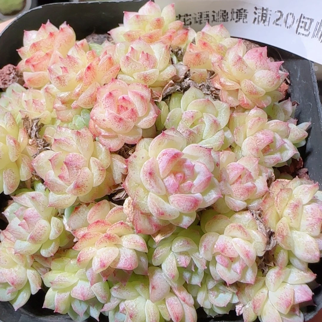 花语逸镜1022-439女王散