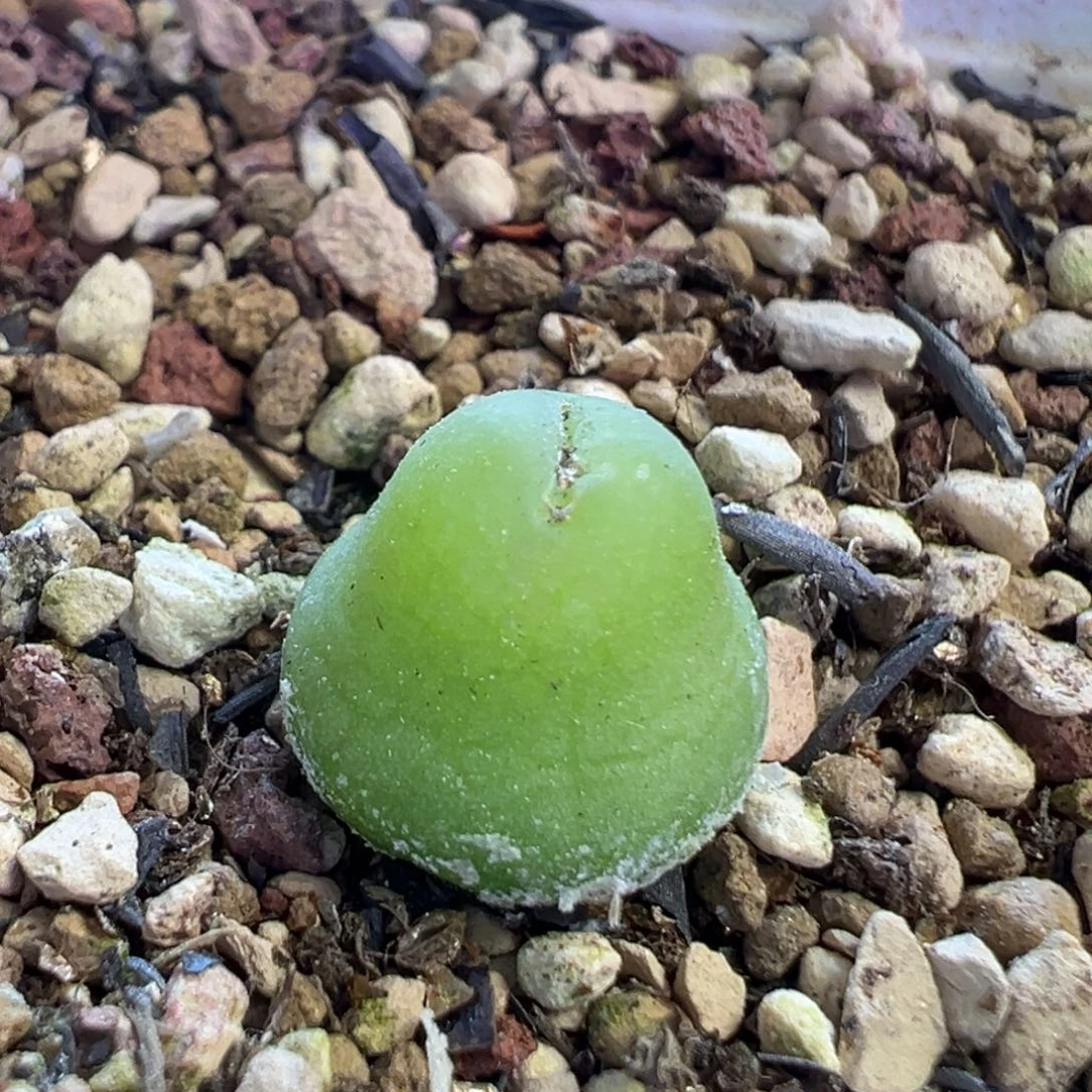 大葫芦母本 肉锥植物