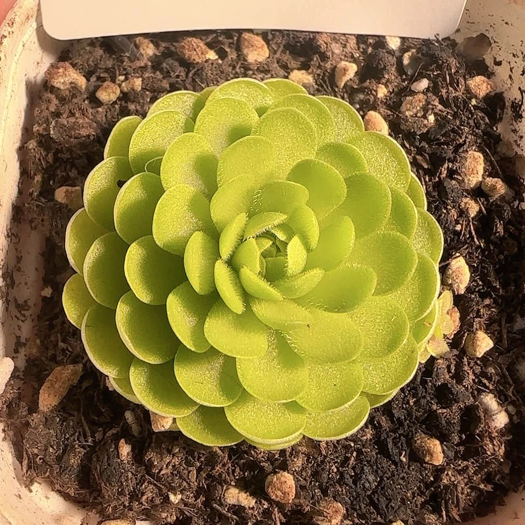 多肉1204-07捕虫堇