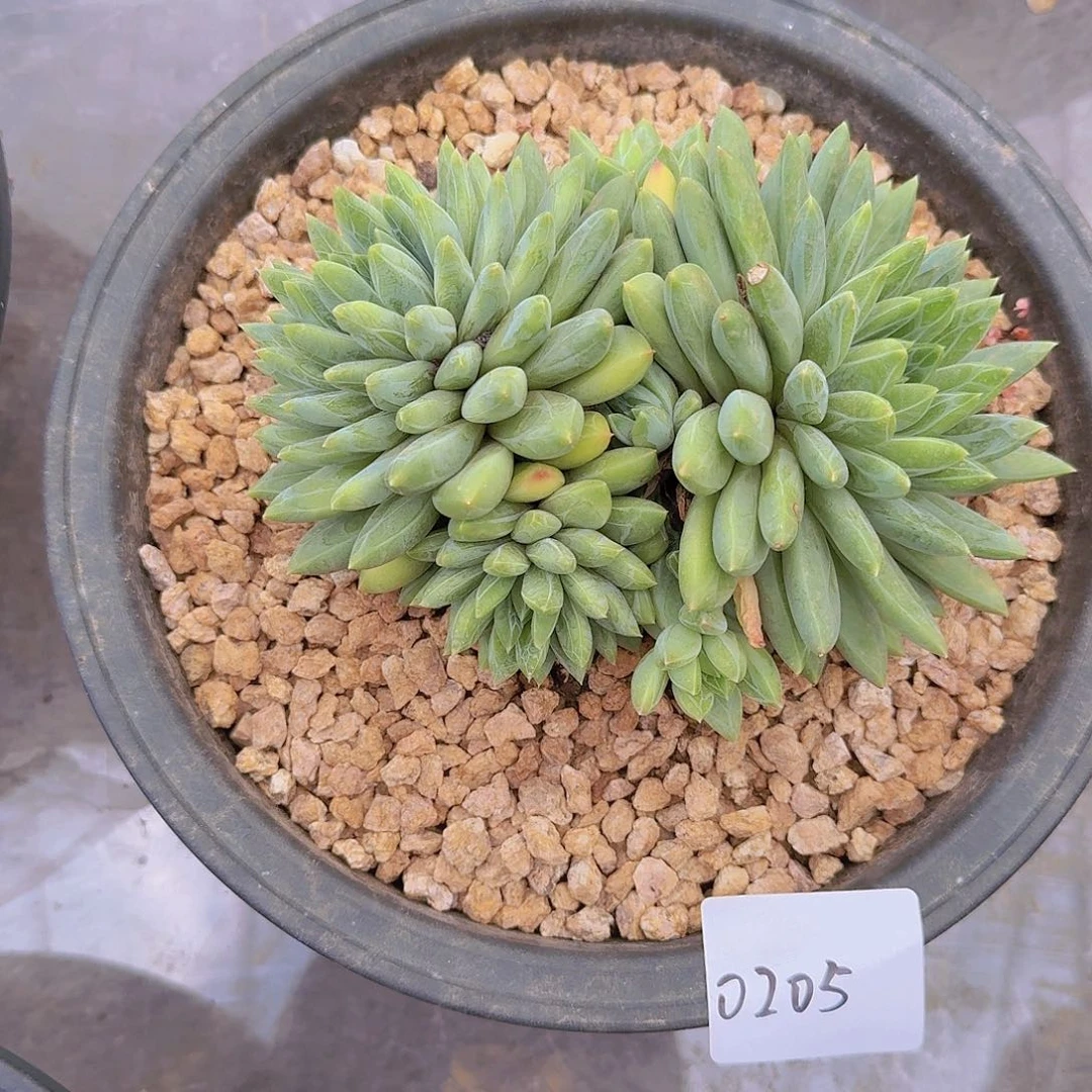 小***20205绿宝石多肉植物