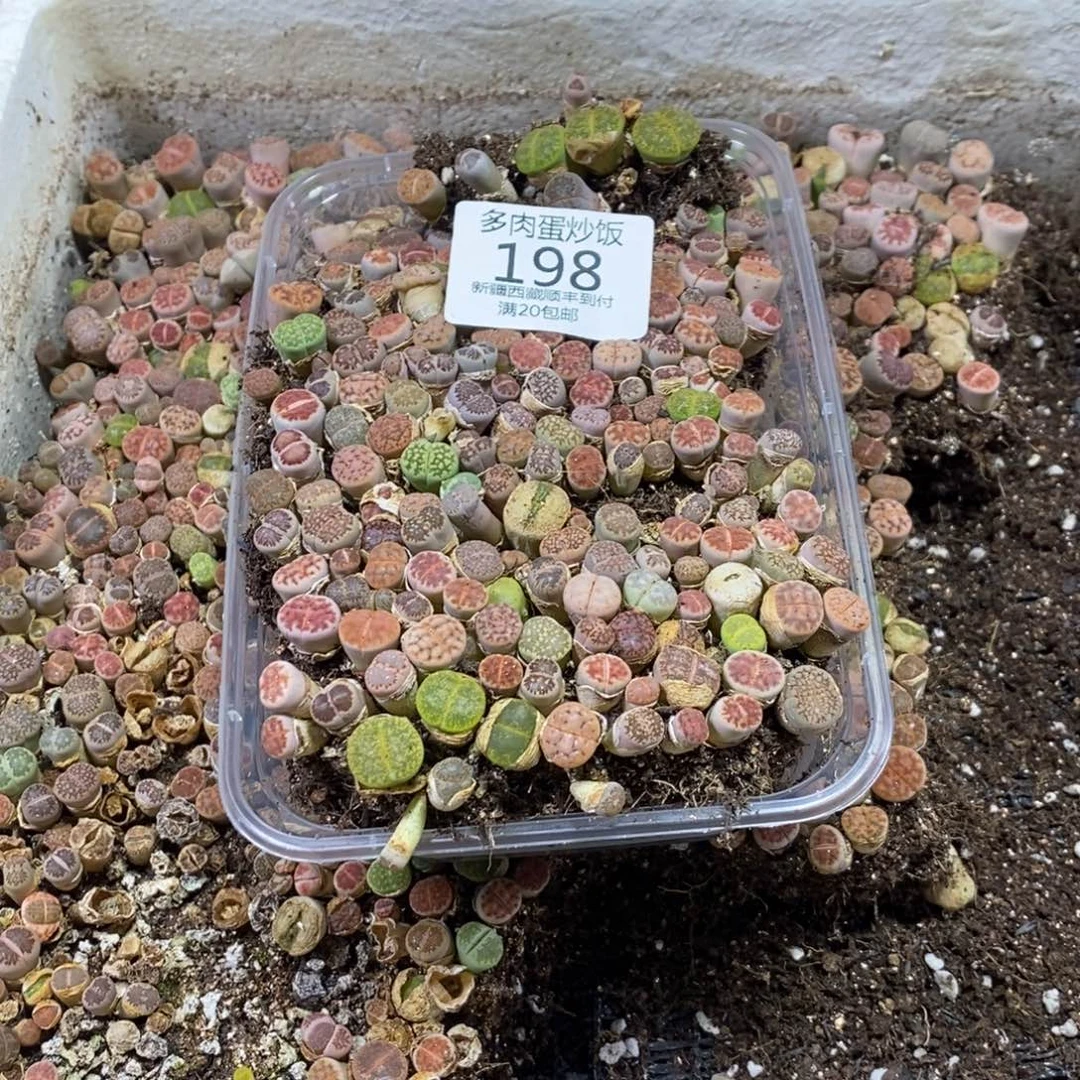 多肉蛋炒饭，感谢您相伴198