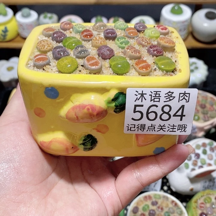 带盆土植物 一物一拍5684