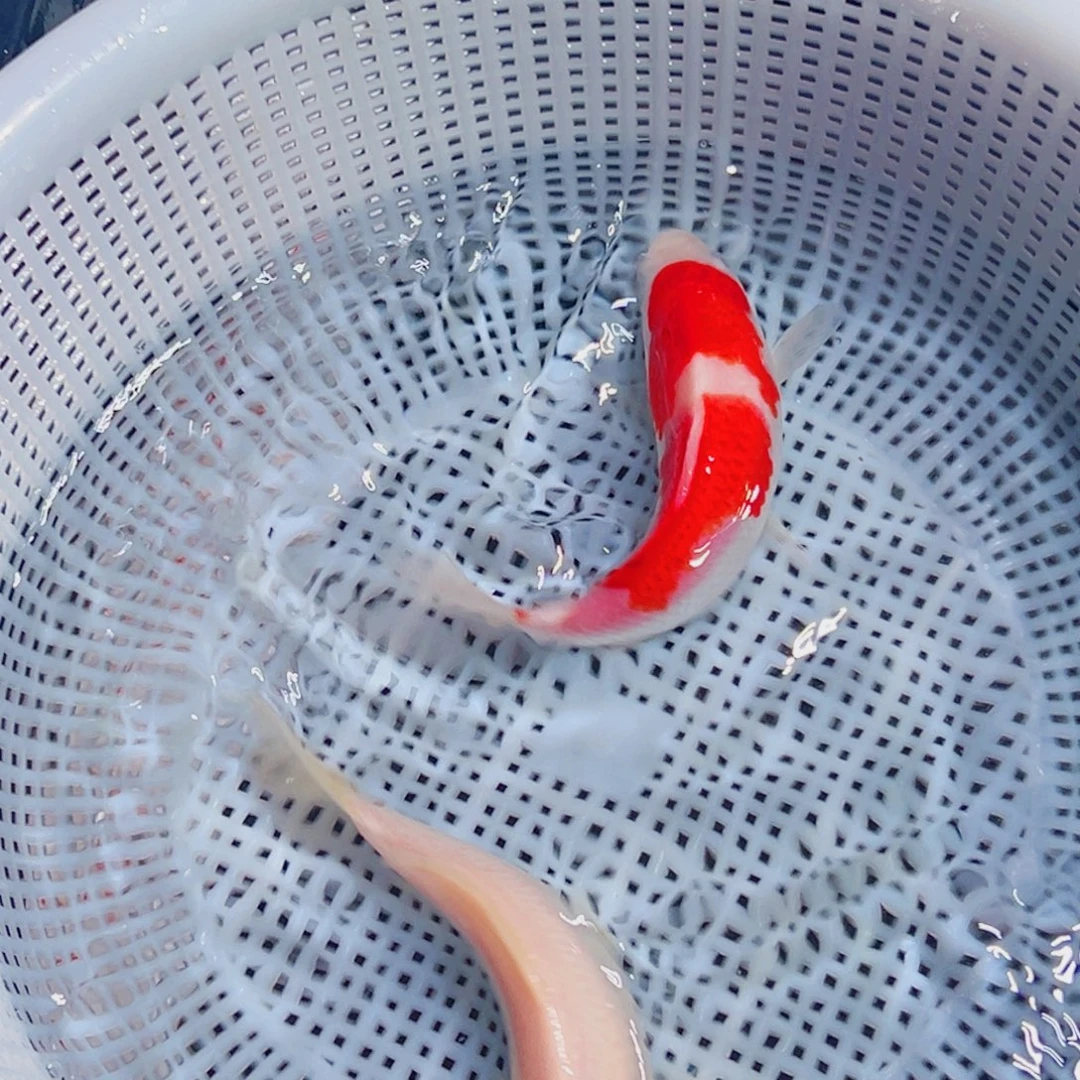 锦鲤锦鲤观赏鱼1111