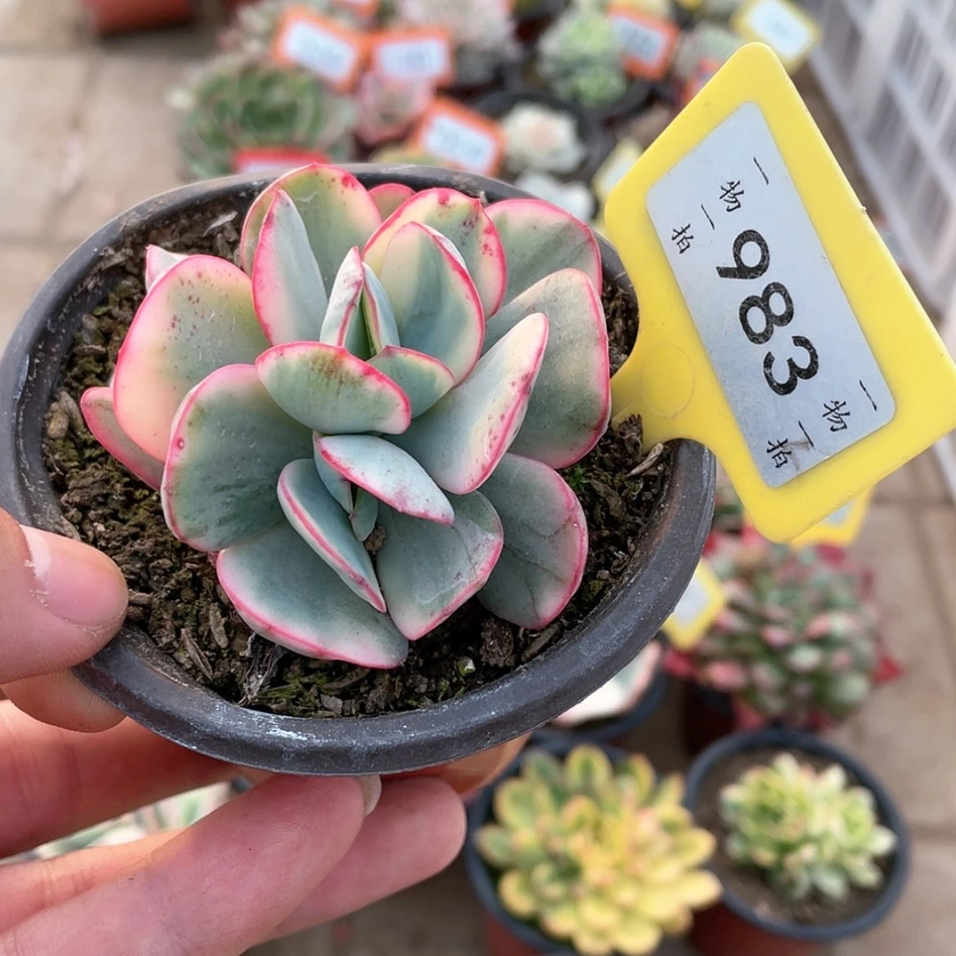 【闪购商品】凉*开983号