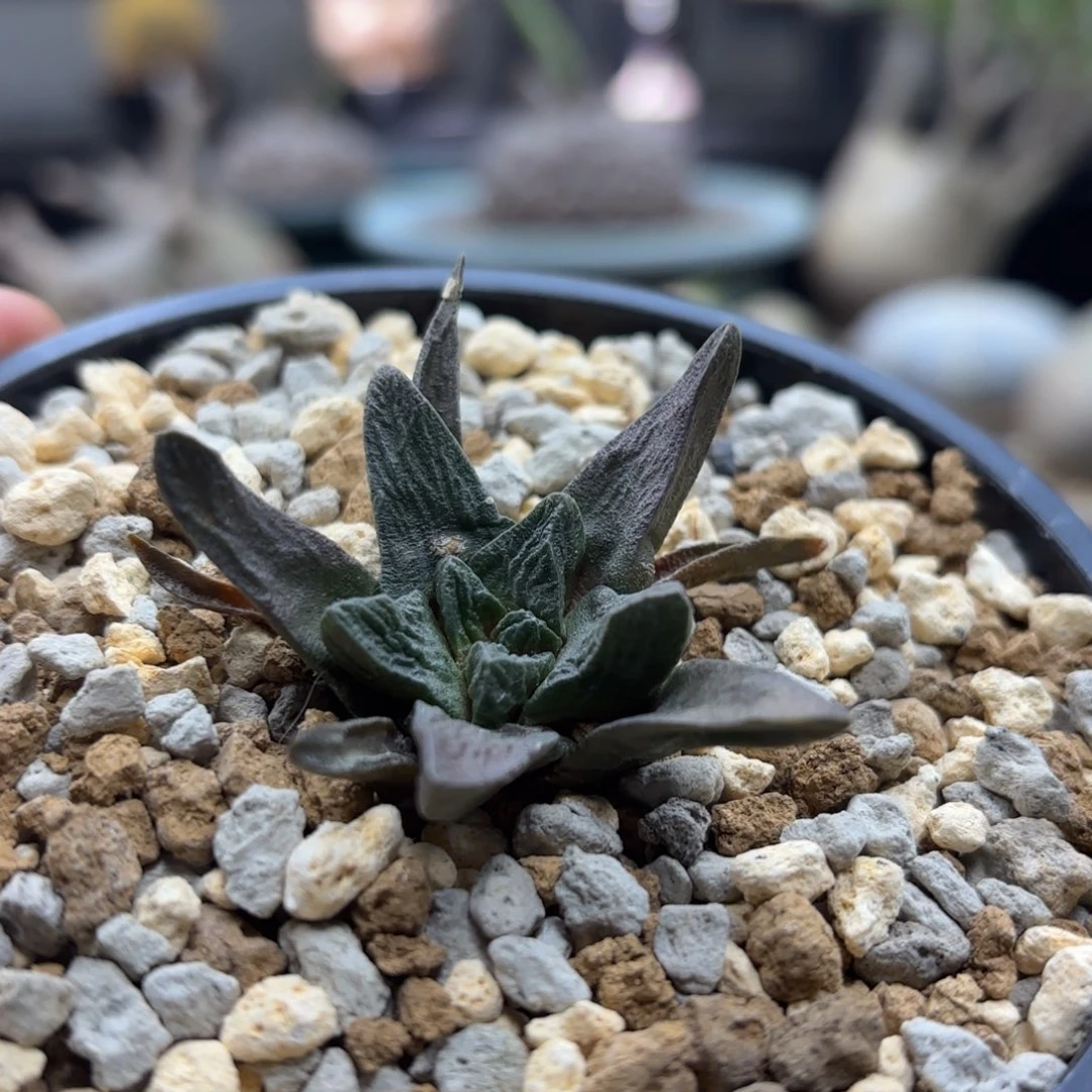 龙角牡丹带盆包邮