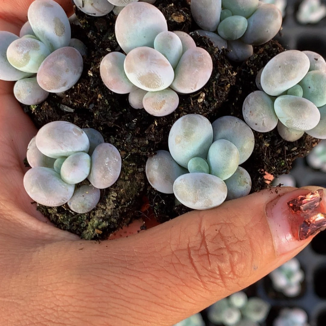 奶酪小 （不满9.99发叶子）