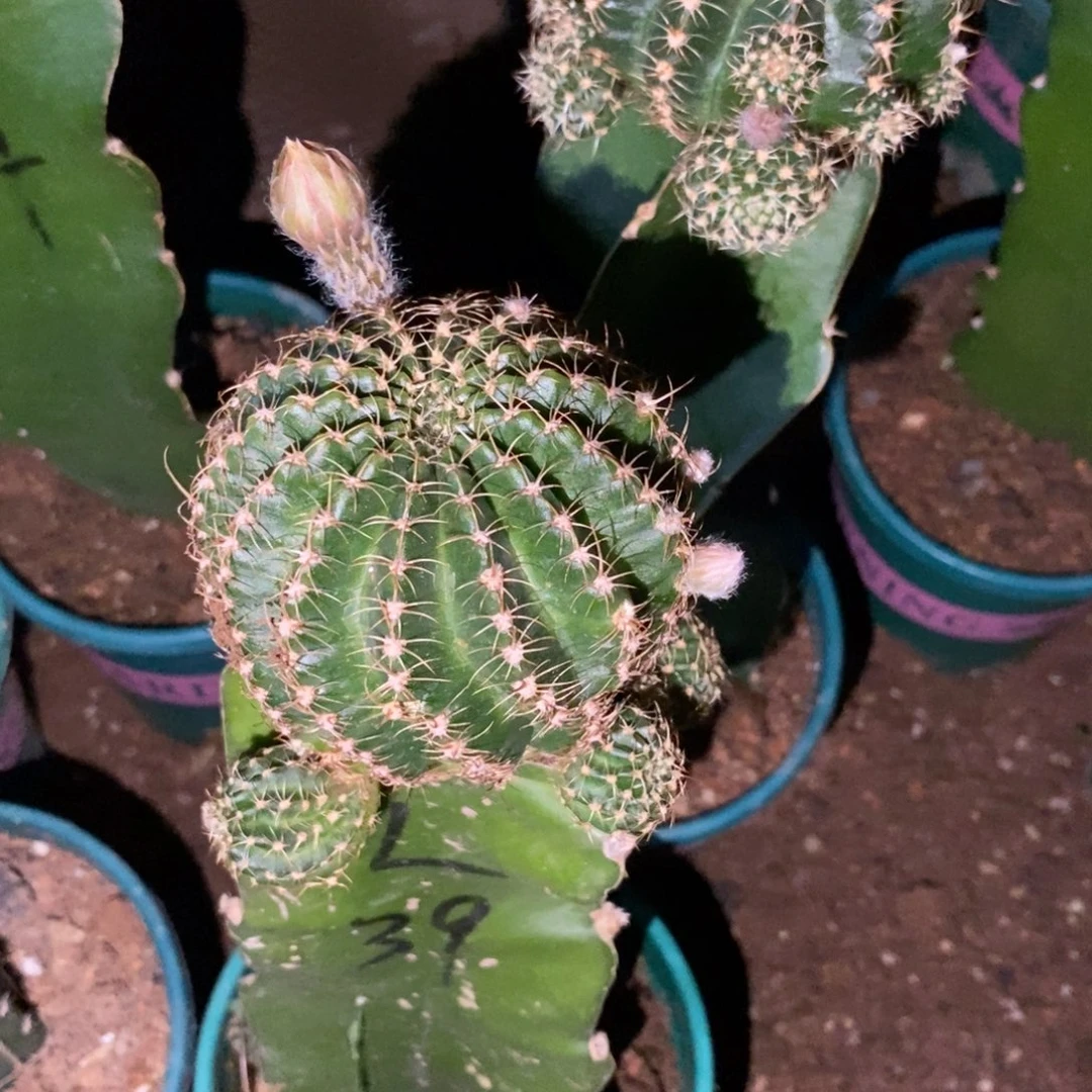 小**猪新品丽花L39母本一物一拍8