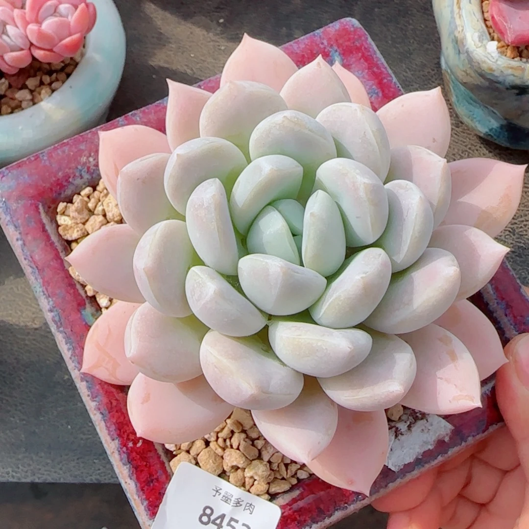 白芙蓉，8452多肉植物