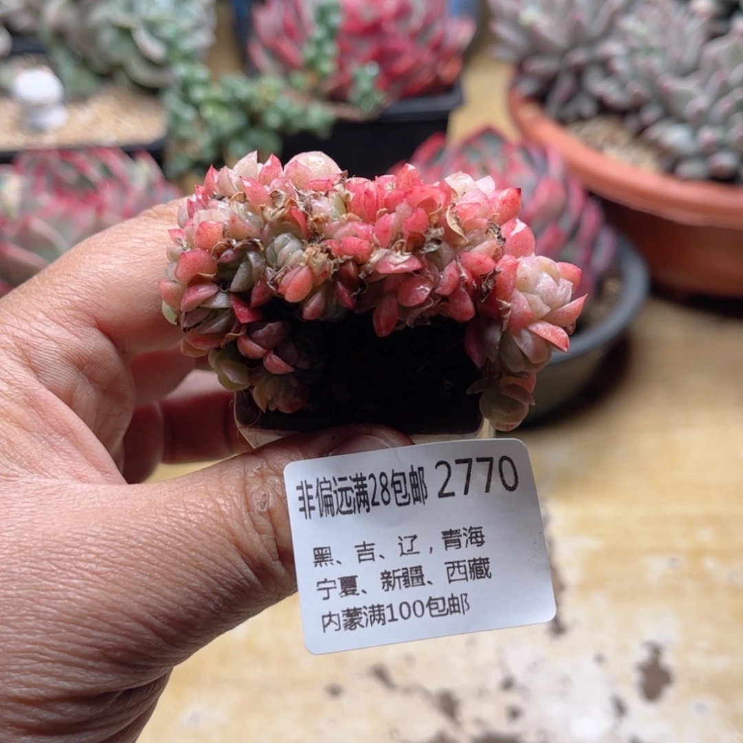 【闪购商品】2770贝瑞缀