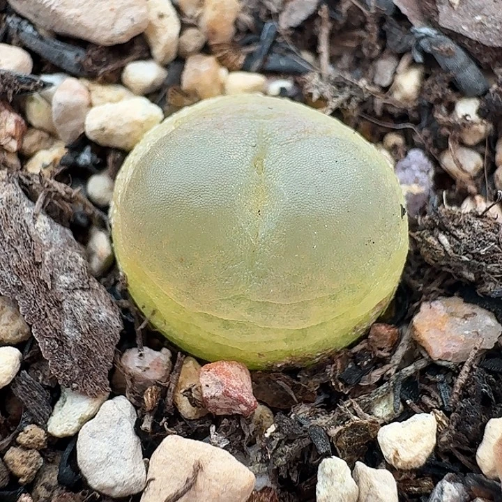 老马生石花1.3拉登1866