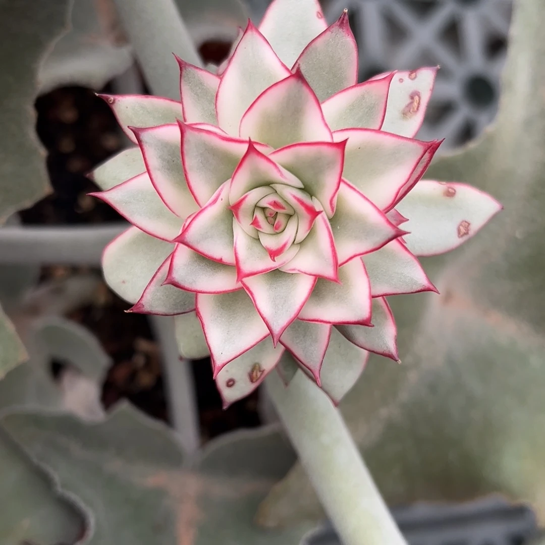 吉赛尔锦 带侧芽 婕宝一物一拍