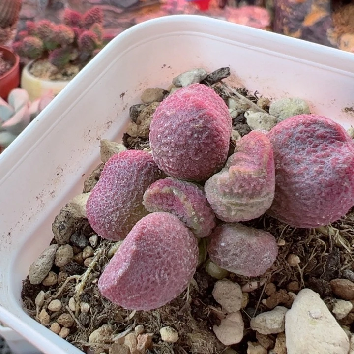 孟*哒可以吗你说句真心爱他好