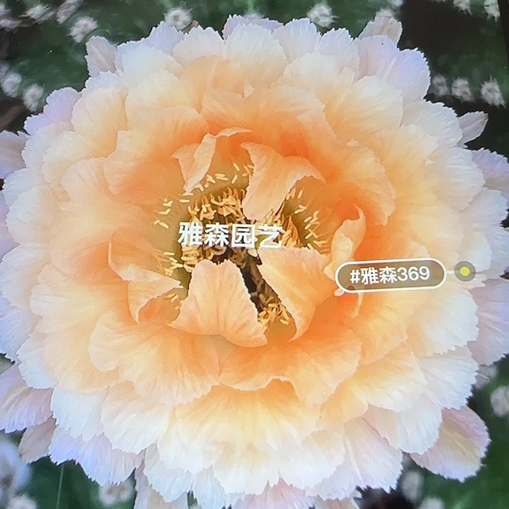 雅森369号自根球7公分左右