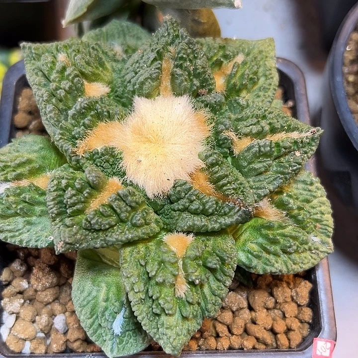 晚25号自根哥斯拉龟甲10公分