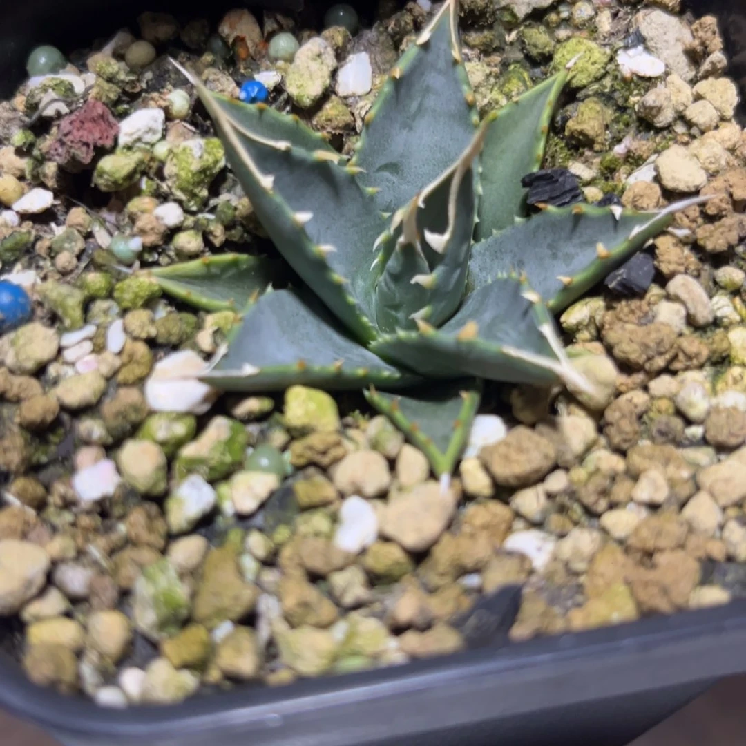 妖炎 实生籽播 绿植盆栽