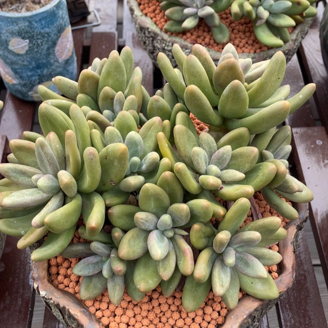 12头糖果美人群生无砍