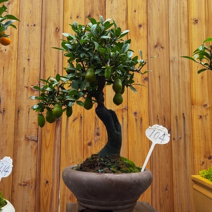 无花朵金弹子一物一拍