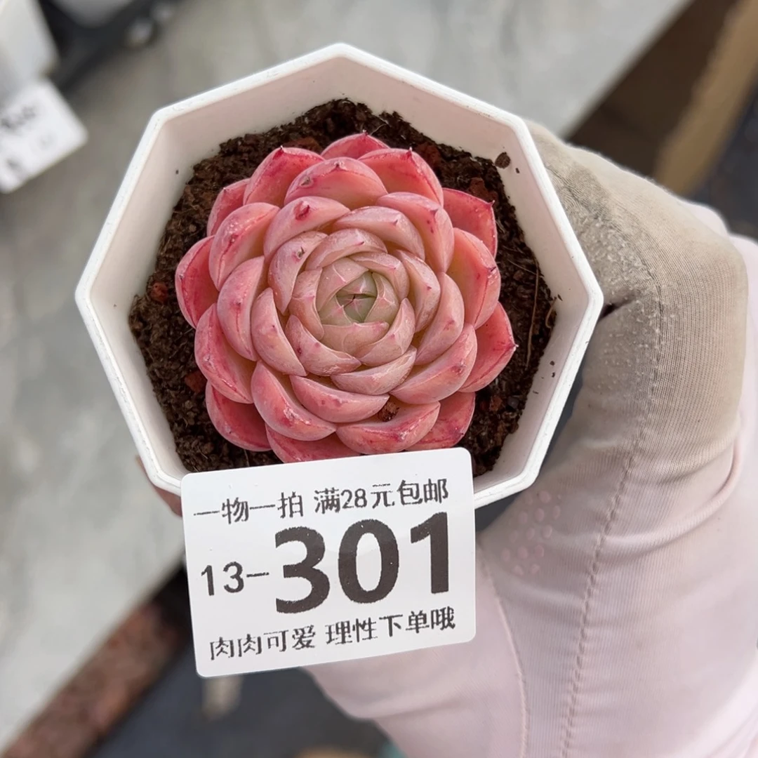 正*孤星多肉多肉多肉多肉