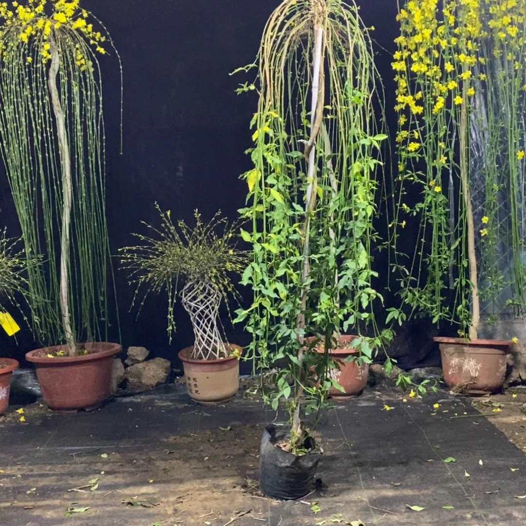 探春花，一物一拍