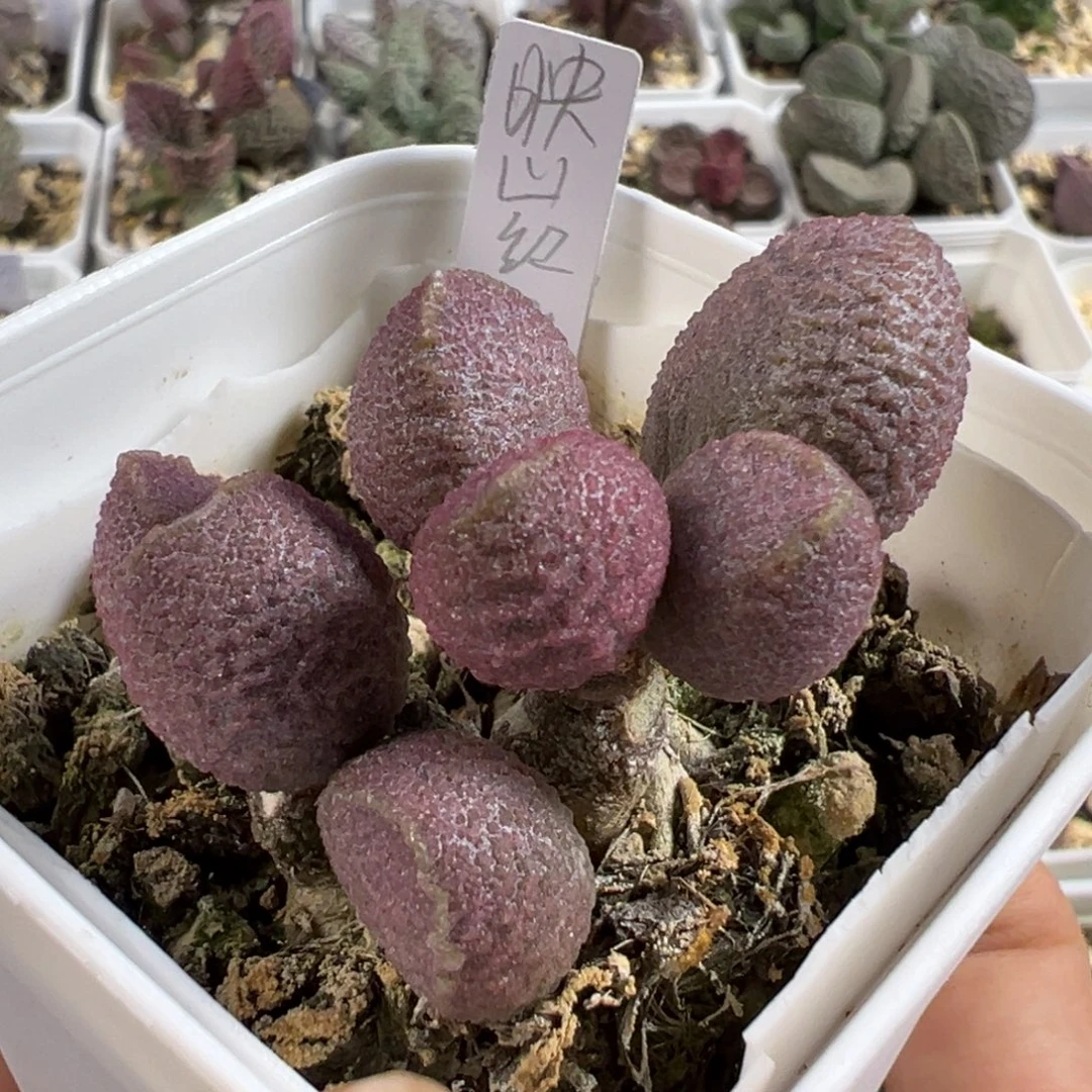 带桩映山红多肉植物水泡