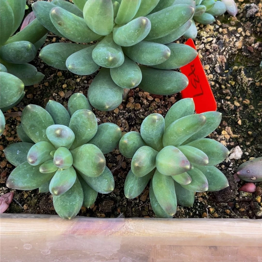 潇****62437下午多肉植物群生