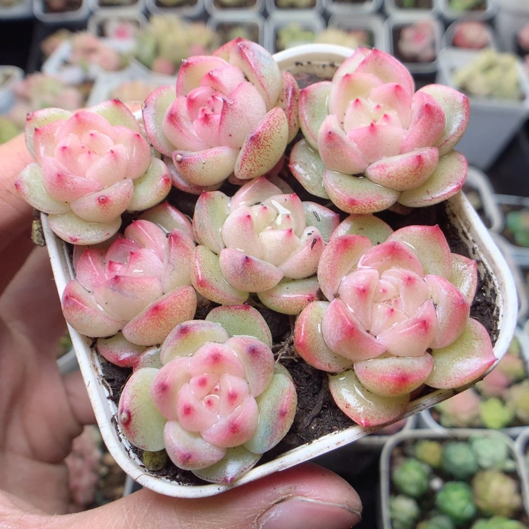 无花朵D21。lucy。yyuy