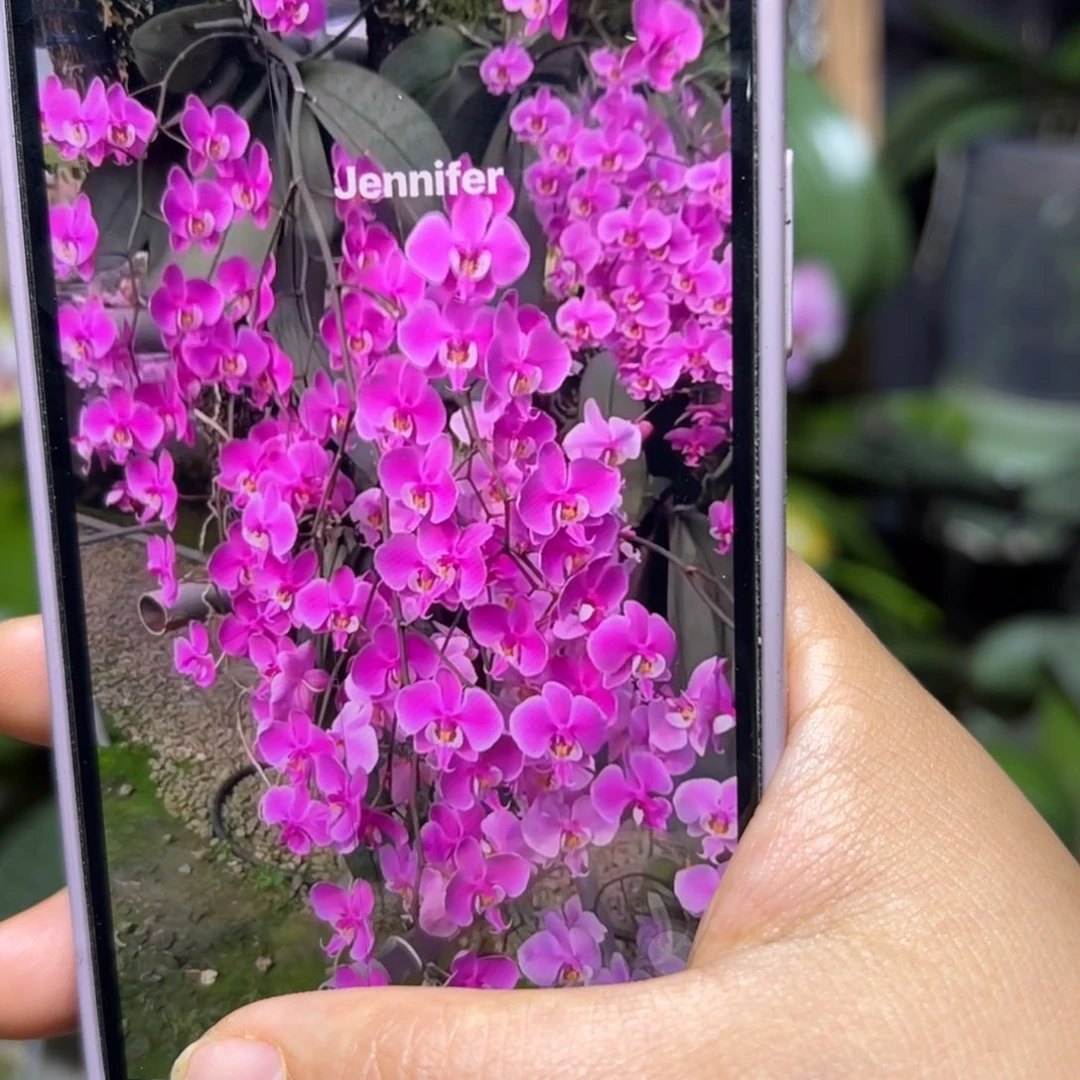 无花朵珍妮佛西蕾丽