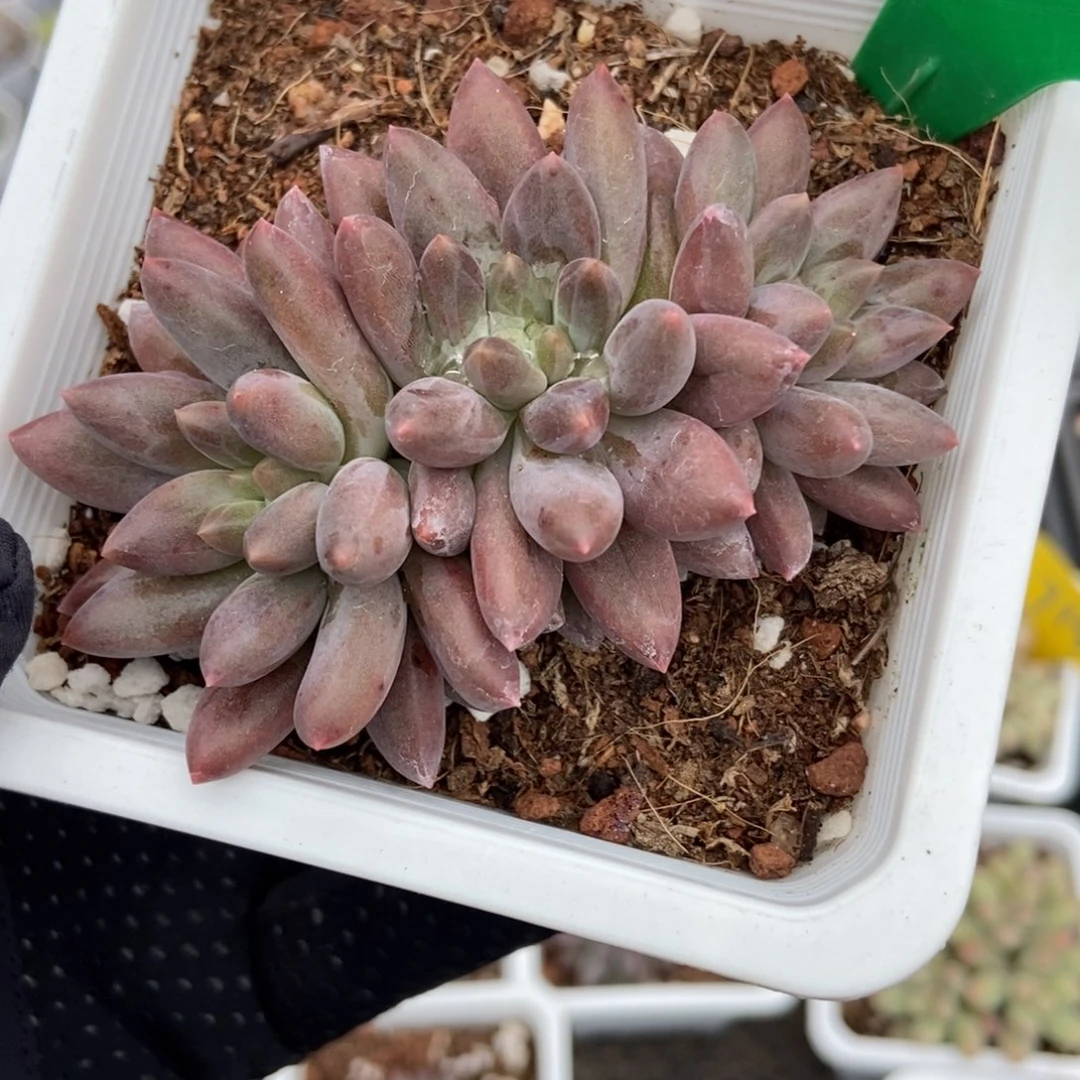 912车厘子多肉植物