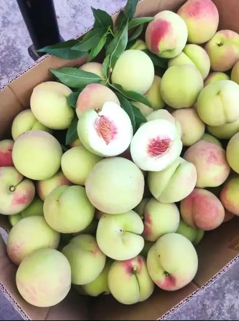 现摘当季新鲜脆甜百花桃应季水果孕妇优选