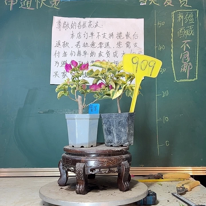 当前无花栽培后可以开花金边宫粉大宝 中国丽人大宝909