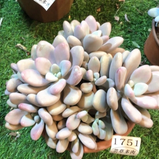 桃蛋，1751，一物一拍