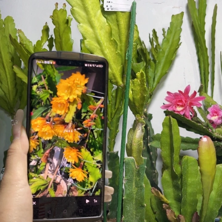 当前无花栽培后可以开花700