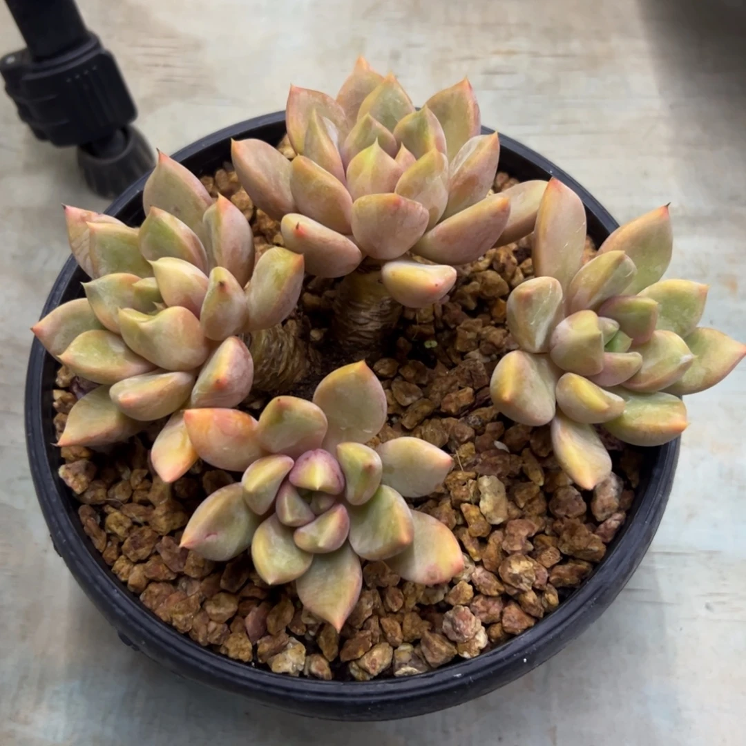 象牙28 零零多肉植物