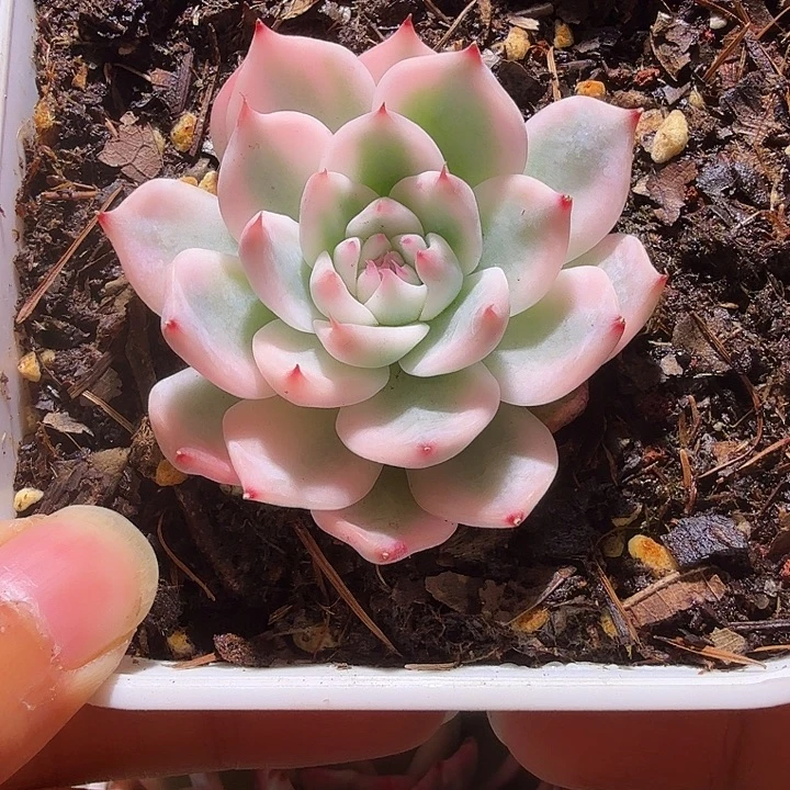 吉娃娃锦多肉植物