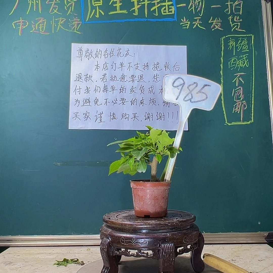 当前无花栽培后可以开花佩德罗 掌中宝 985