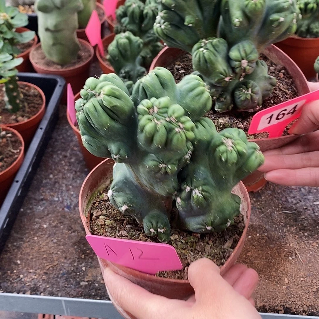 善*花花草草花花草草