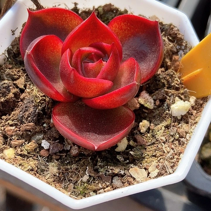 多肉植物红灯6131