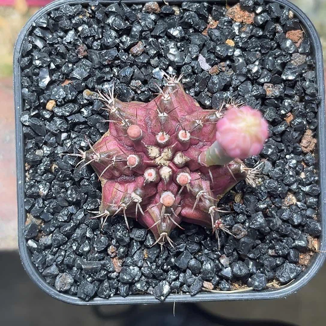 枯**春肋骨海神  带盆土发货