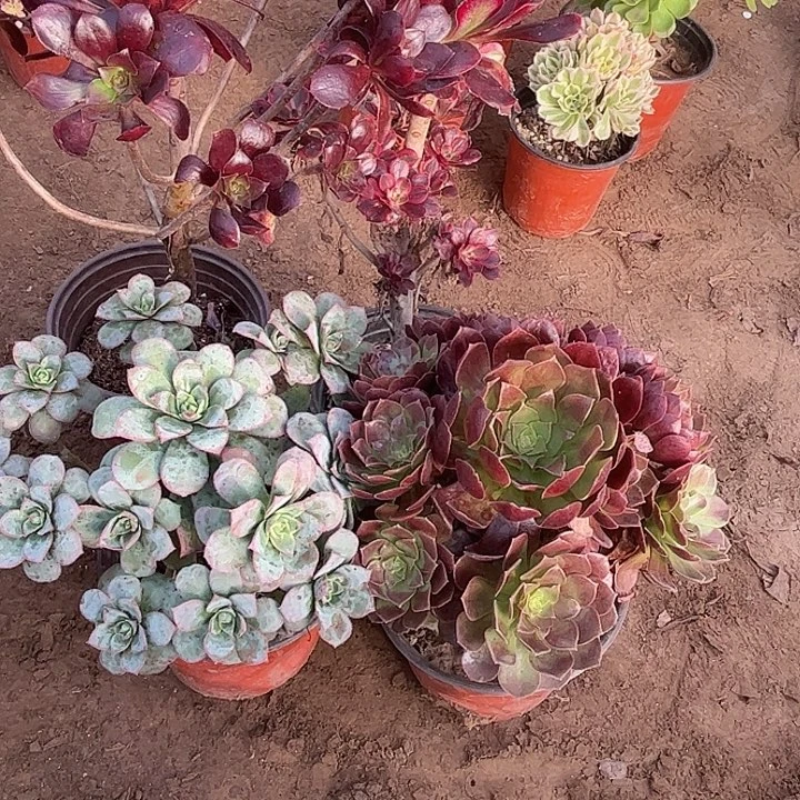 588多肉植物组合，