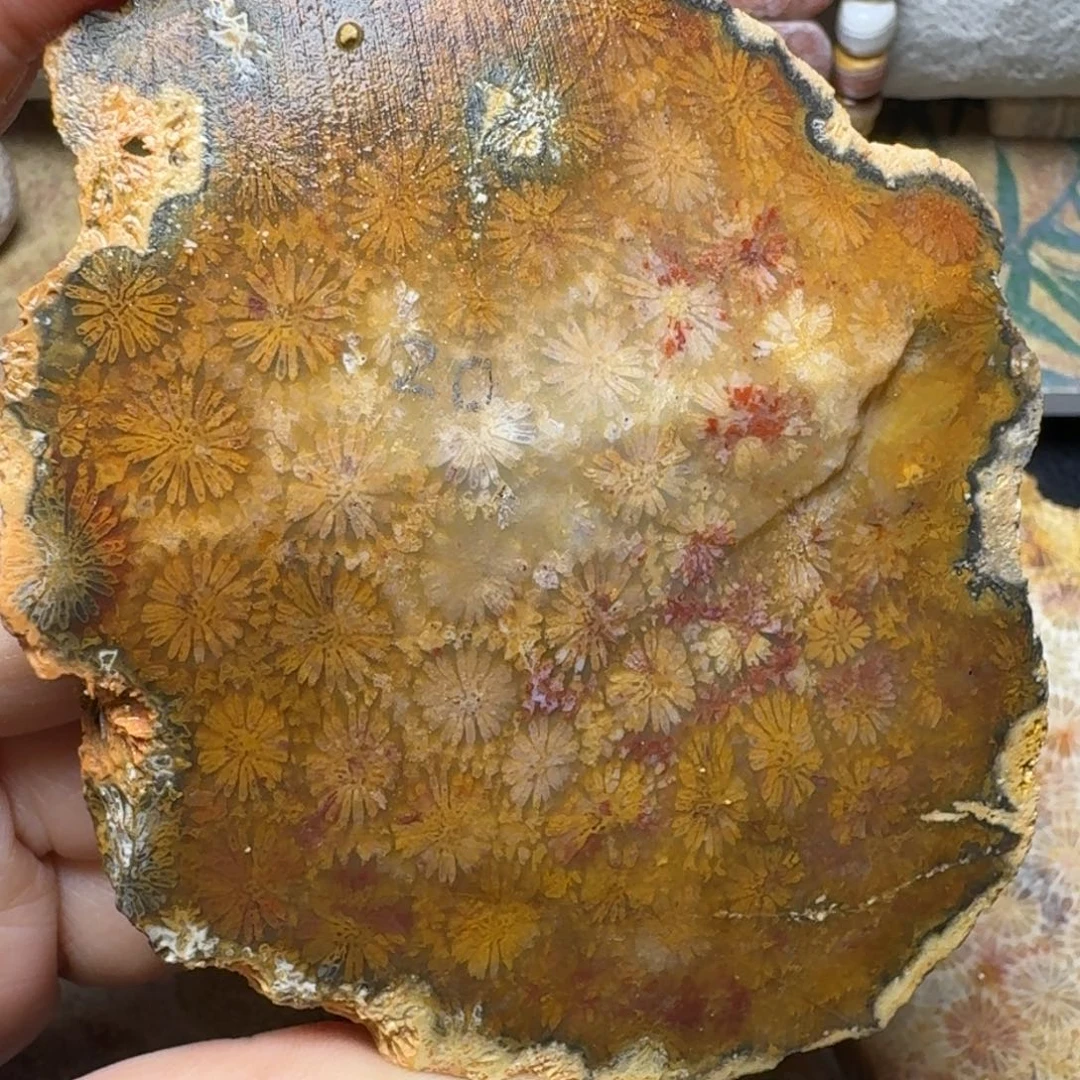 硅化玉彩花花未镶嵌