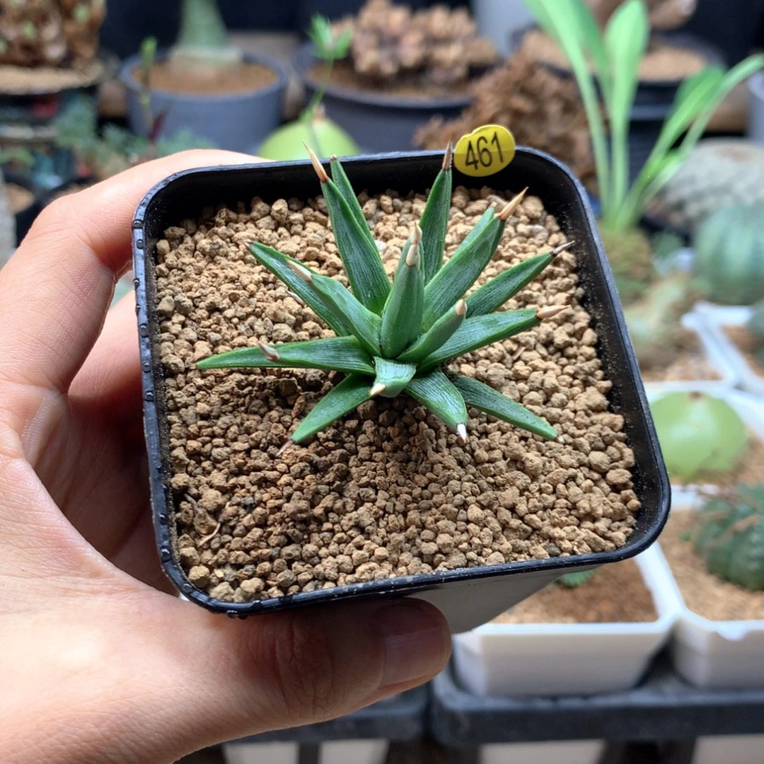 棉花糖龙舌兰脱土