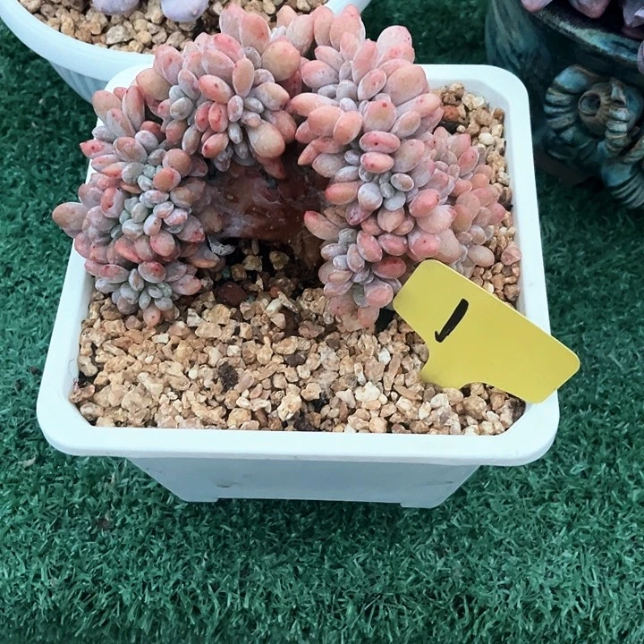 粉免缀化1号码牌子的话题了解