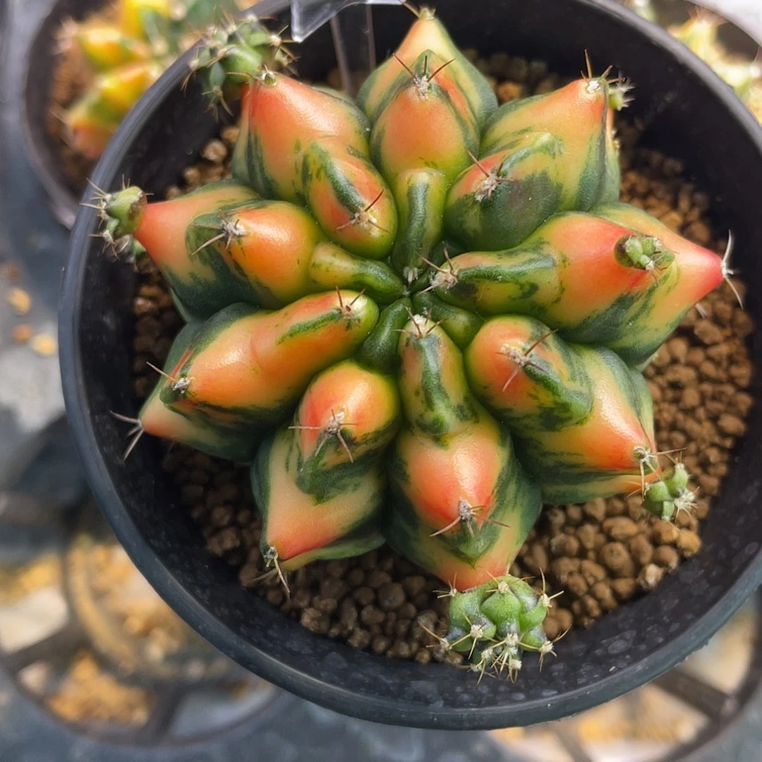 1-207红龙母本6.7厘米米哈