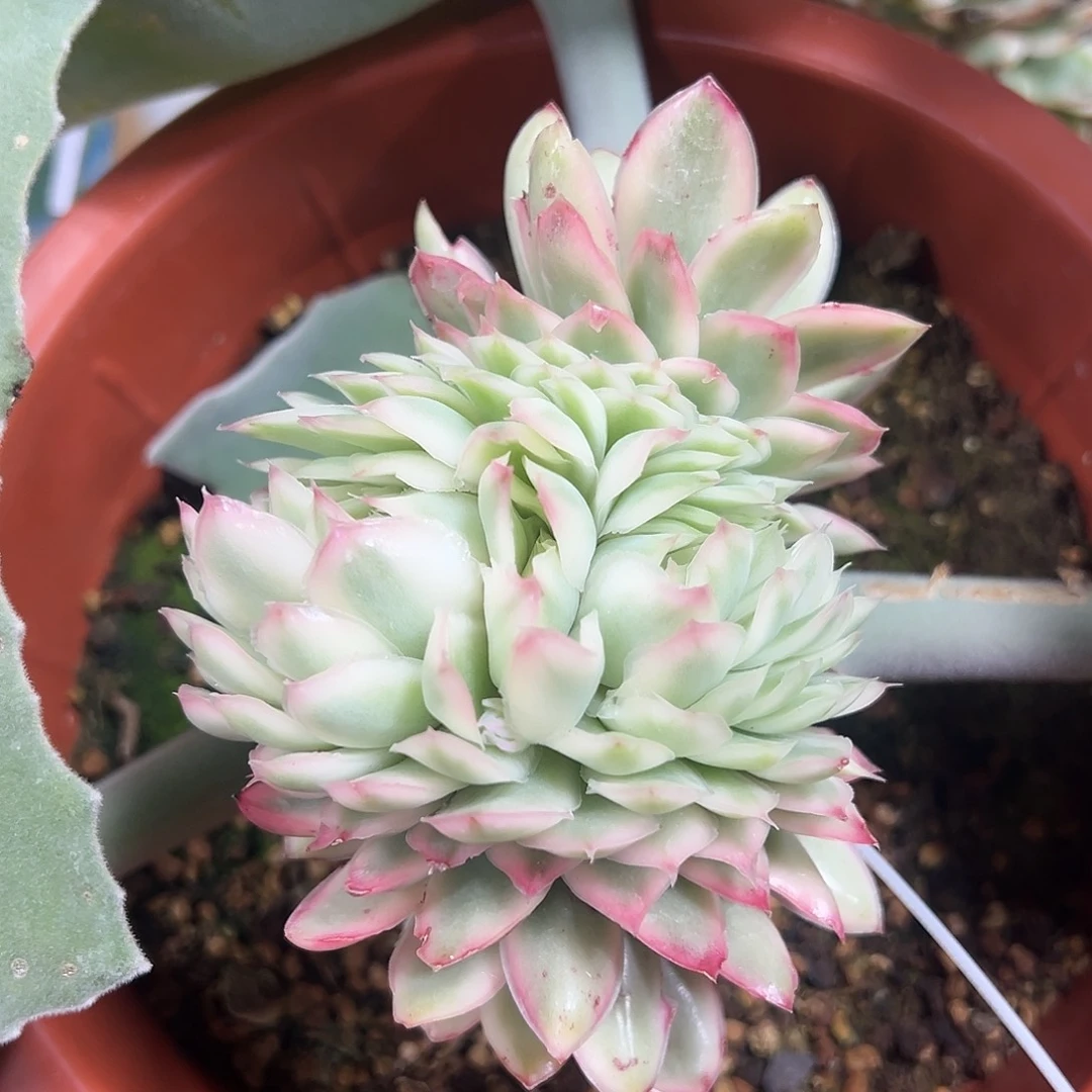 紫蝴蝶锦缀嫁接多肉