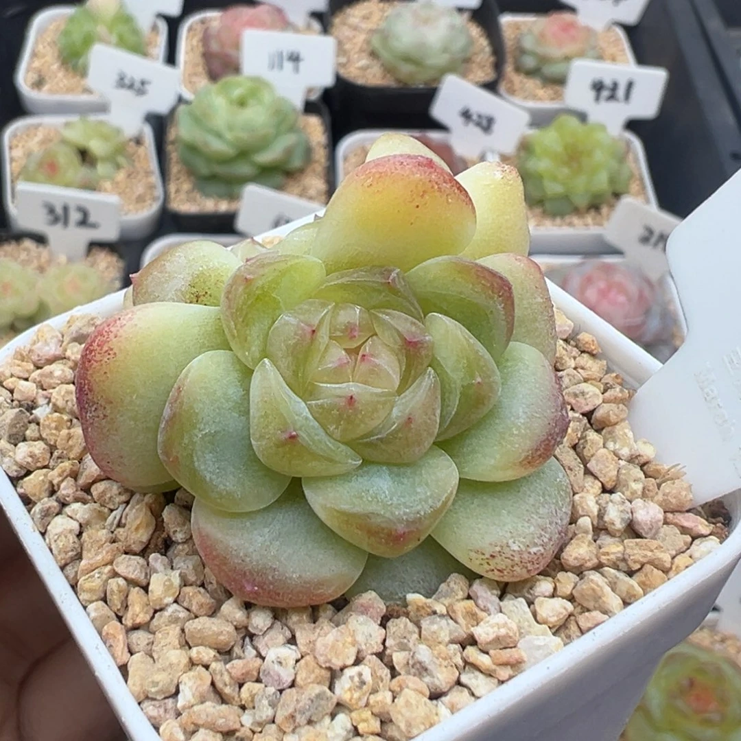 633号玩家货孤品 晗雨