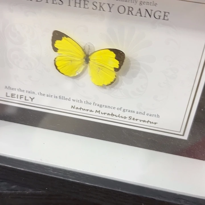蝴蝶标本定制版061