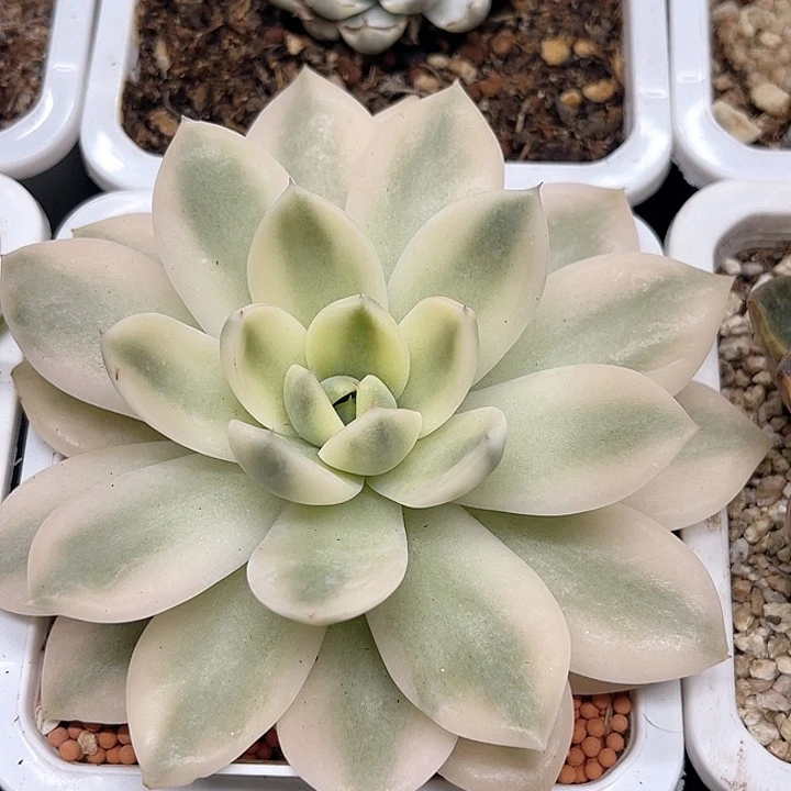 尚品园艺西施白锦