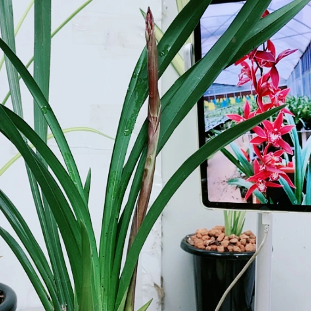 【闪购商品】当前无花朵，栽培后可花朵星光红钻68