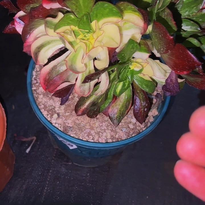 霞*46多肉植物植物植物植物