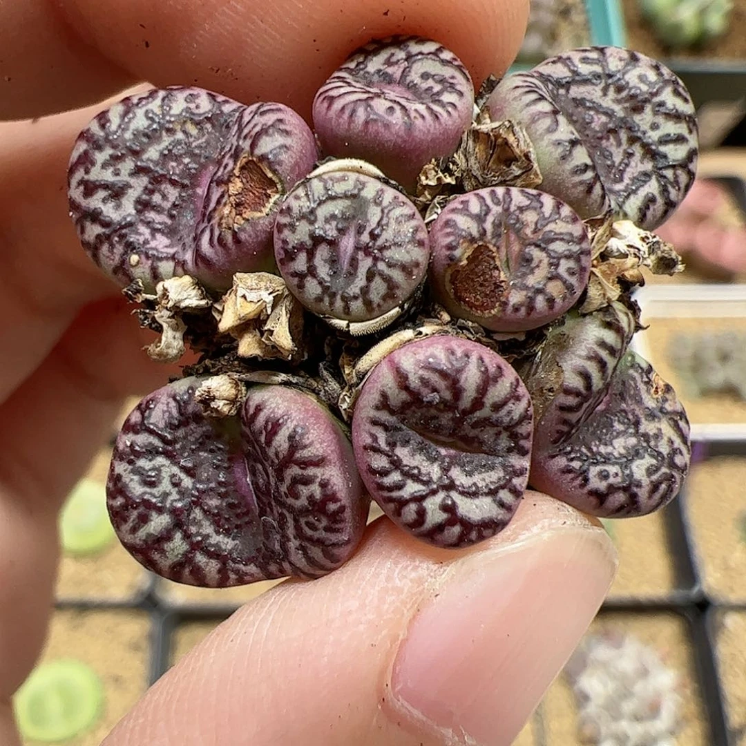 【闪购商品】109 国庆福利